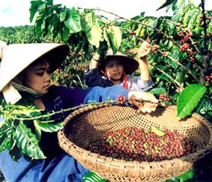 san-xuat-ca-phe