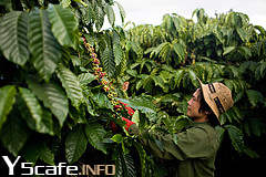 cafeviet wto Kỹ thuật trồng Cà Phê Vối (Robusta Coffee) công nghệ cao 