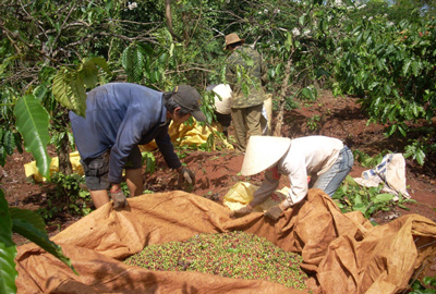  Dân trồng cà phê “ngậm ngùi” vì giá tăng