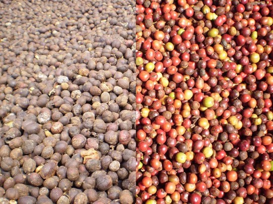 Coffee beans robusta 550x412 Cà phê vối (Robusta)