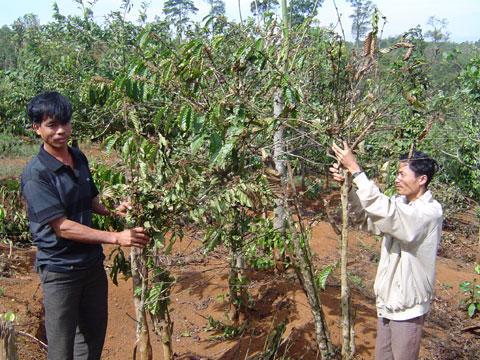 rep sap hai ca phe Đắk Nông: Hơn 1.000 ha cà phê bị rệp sáp tấn công 
