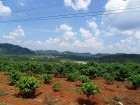 australian-coffee-region