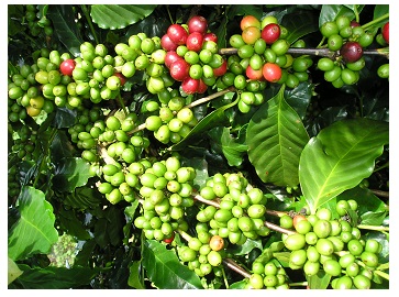 caphe TR6 Các giống cà phê vối (C. canephora var Robusta) được công nhận chính thức