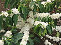 Hoa-Coffee-Arabica