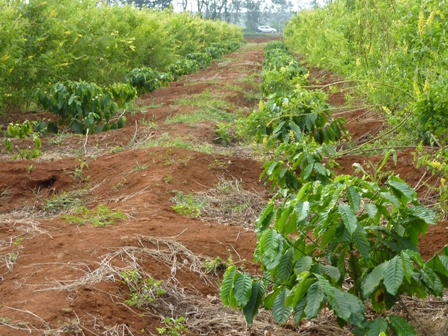 Tái canh cà phê bằng biện pháp luân canh cải tạo đất được cấp chứng nhận sáng kiến