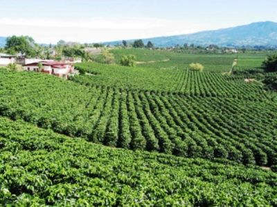 Uganda: hoàn thành trồng 20 triệu cây cà phê giống mới cho năng suất cao vào tháng Năm 