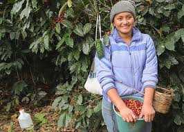 Honduras: Mỹ hỗ trợ 12 triệu USD tín dụng cho nông dân cà phê