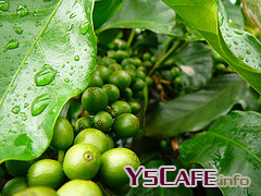 Coffee Vietnam market