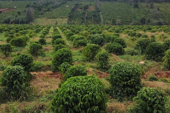 Việt Nam trở thành quốc gia xuất khẩu cà phê lớn thứ hai thế giới
