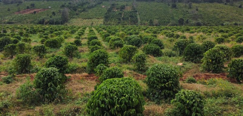 Đến năm 2000, diện tích trồng cà phê của đạt khoảng 430.000 ha,