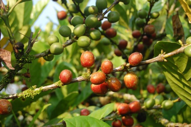 Cà phê Robusta: Nguồn gốc và đặc điểm