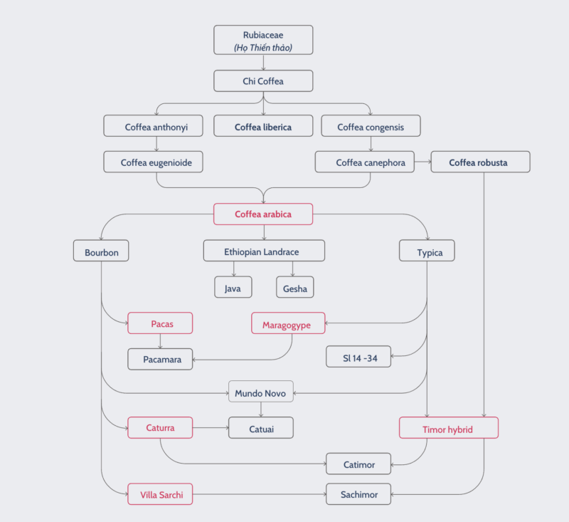 infographic mối quan hệ di truyền giữa các giống cà phê phổ biến 