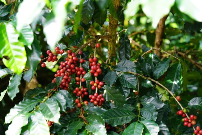 Tổng hợp thị trường Cà phê tuần thứ 20/2025