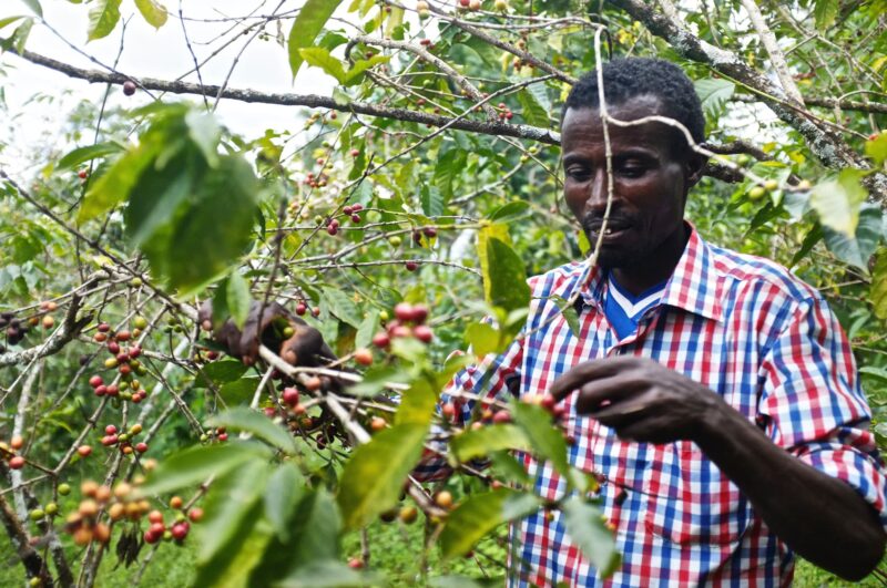 cà phê arabica ở ethiopia (1)