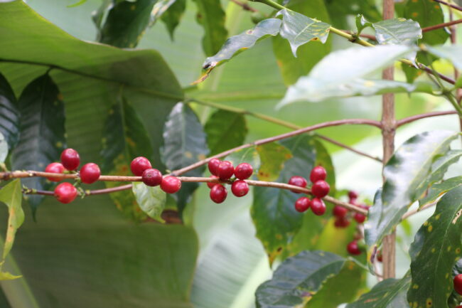 Cà phê Arabica (cà phê chè) – Nguồn gốc & Đặc điểm