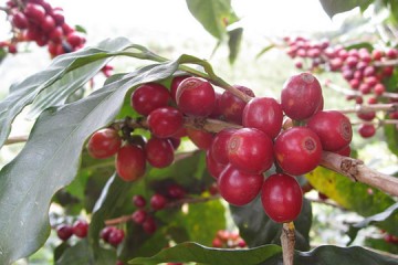 Kỷ thuật trồng và chăm sóc cây cà phê chè (Arabica)
