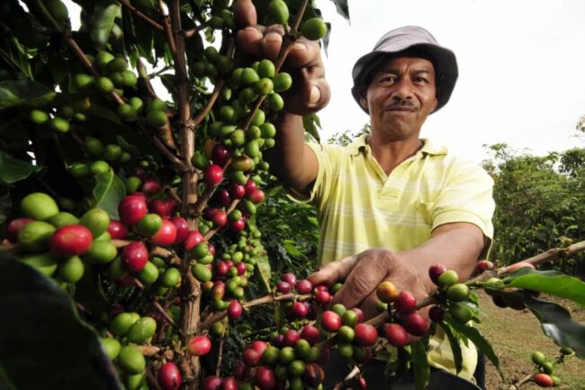 Một số tin tức về tình hình sản xuất cà phê ở Trung Mỹ (01/08)