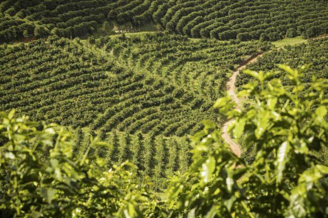 Brazil sẵn sàng đẩy giá cà phê lên cao