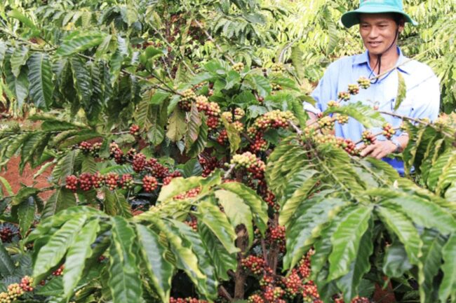 Kỹ thuật trồng cà phê Robusta (cà phê vối) công nghệ cao