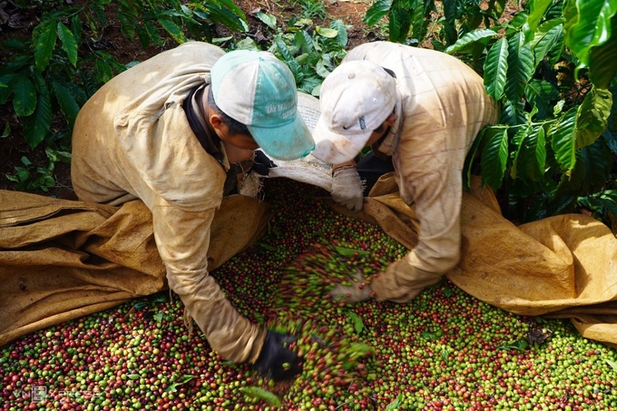 Việt Nam đứng thứ 2 trên thế giới về chất lượng cà phê xuất khẩu