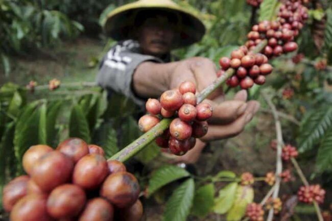 Châu Á: giá cà phê tăng do nguồn cung khan hiếm