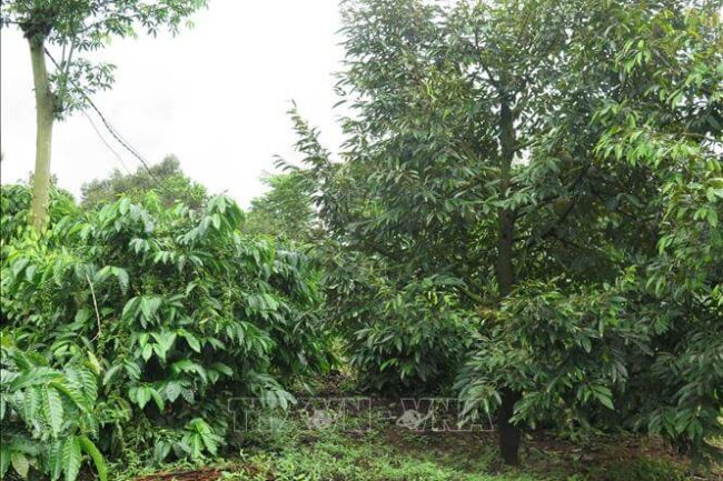 Mô hình trồng xen vườn cà phê hiệu quả