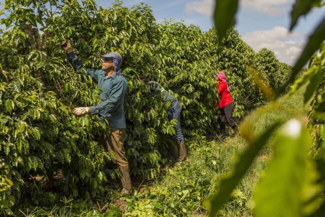 Coffee Prices Decline On Brazilian Real Weakness And Brazil Harvest Pressures