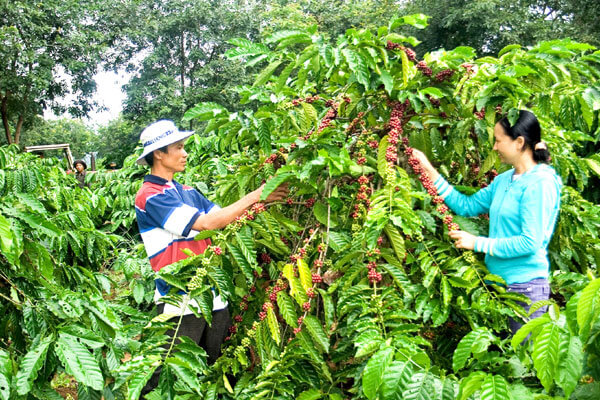 Đắk Lắk: Tập huấn ứng dụng chương trình IPM trên cây cà phê