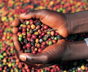 uganda_coffee
