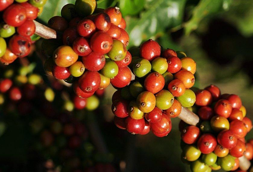 Ấn Độ: xuất khẩu cà phê năm 2009 giảm 13%