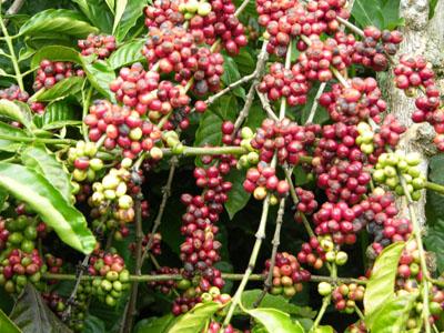 Cây và quả cà phê Robusta ở Đắk Lắk - Ảnh minh họa