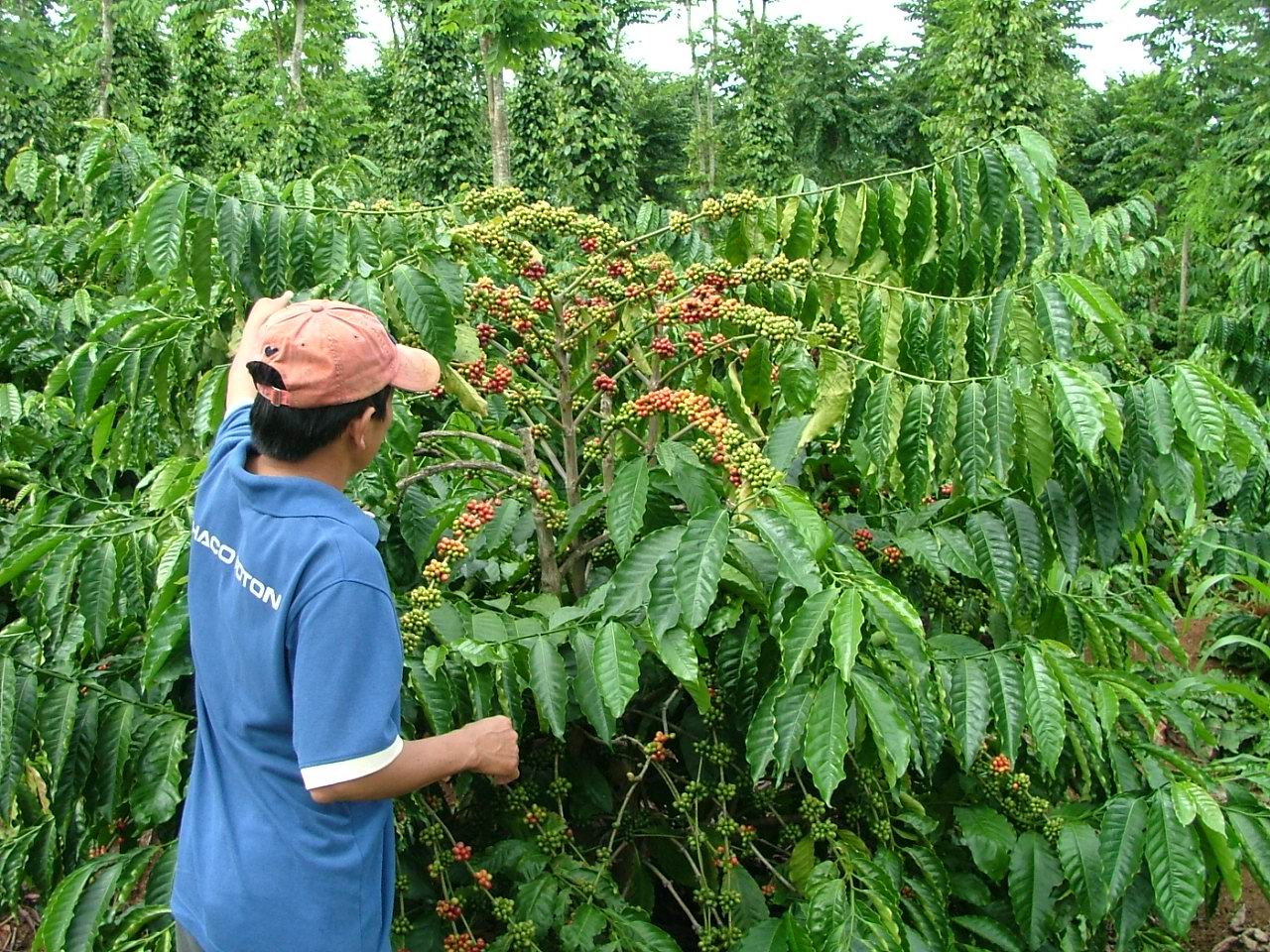Người trồng cà phê bị “mất” khoảng 500 tỉ đồng do thời tiết cực đoan