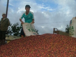 Để có được hạt cà phê đầy đủ chất lượng người nông dân phải chú ý đến khâu thu hoạch