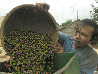 Thiếu vốn sản xuất là nguyên nhân khiến cà phê giảm chất lượng lẫn sản lượng