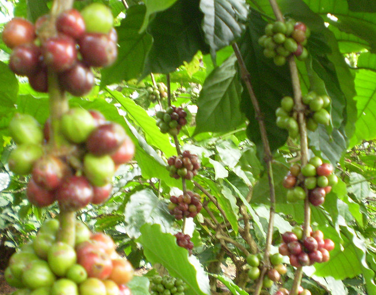 Một vài ý kiến về bài viết người trồng cà phê có lãi cao