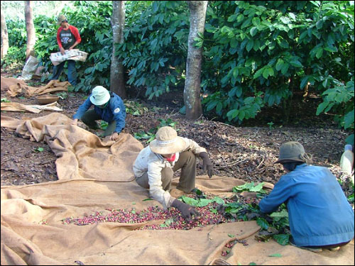 Nông dân Đắk Lắk thu hoạch cà phê