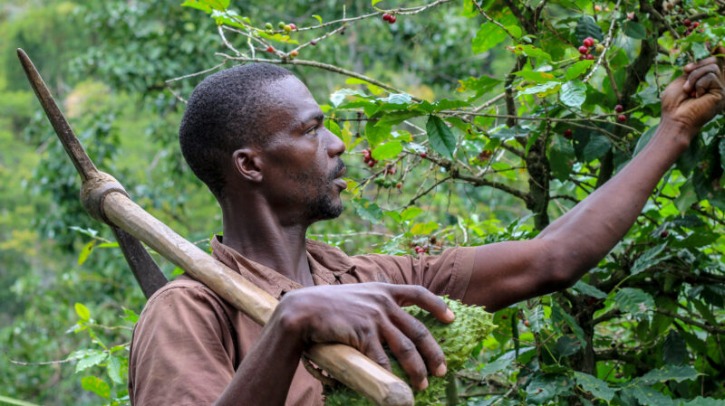 Nông dân tại Jesus Mountain Coffee Farm – Jamaica