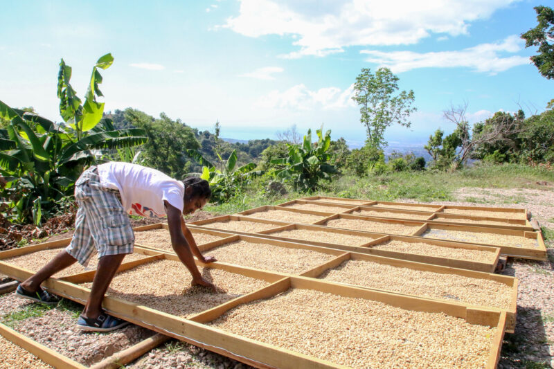 Cà phê phơi khô sau khi chế biến ướt tại Saint Andrew Parish, Jamaica