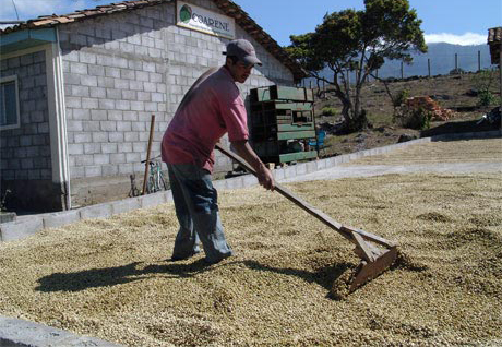 Honduras-Raking-coffee-beans-to-dry-in-the-sun-La-Espereanza