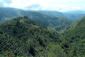núi blue mountains ở Jamaica