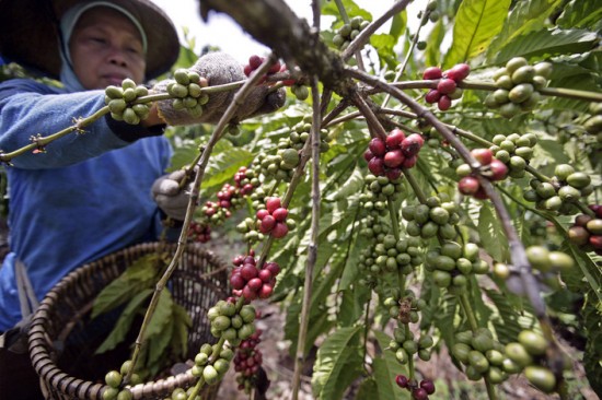 Indonesia là nước xuất khẩu cà phê Robusta lớn thứ 2 thế giới