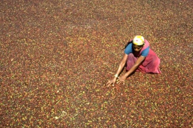 Cà phê Ấn Độ mất lợi thế trước Việt Nam