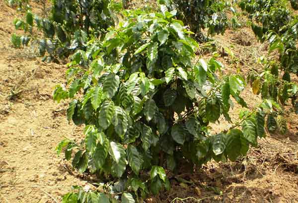 Nông dân Tây Nguyên trồng cà phê không theo quy hoạch