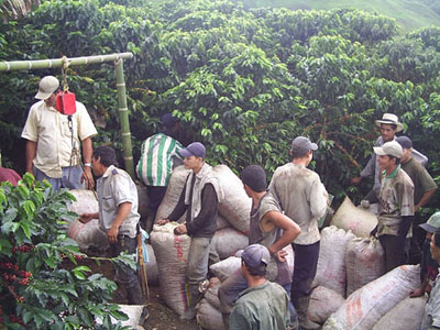 Sẽ mua tạm trữ 300.000 tấn cà phê từ tháng 12/2010