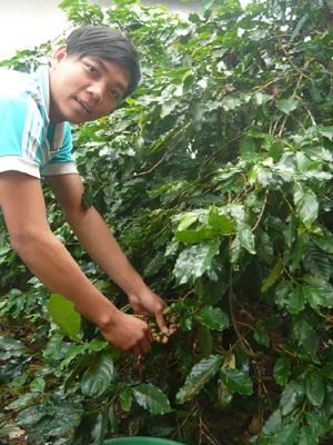 Hồ Văn Đảo thu hoạch cà phê. 