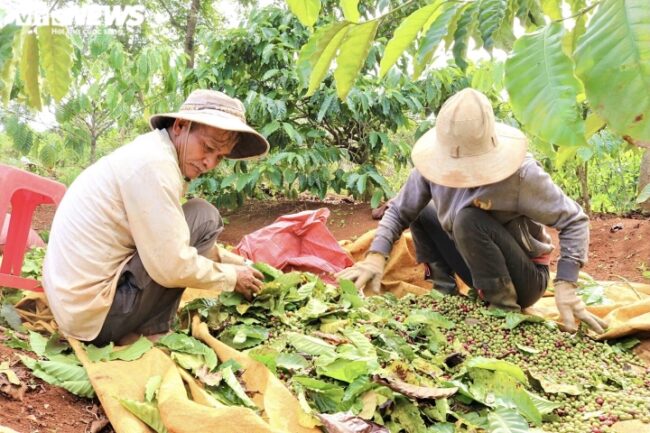 Nạn hái cà phê xanh: Tại nông dân hay doanh nghiệp xuất khẩu?