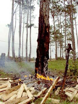 cháy rừng thông