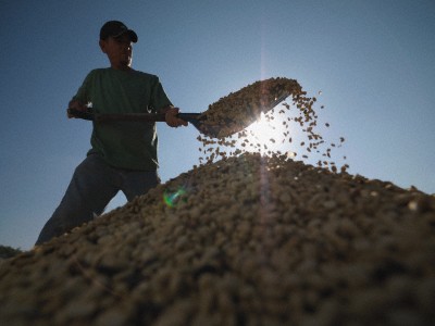 Worker Shoveling Coffee Beans