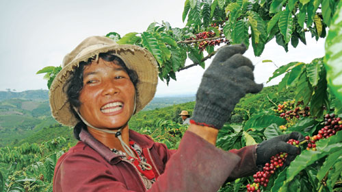 thu hoạch cà phê ở Tây Nguyên