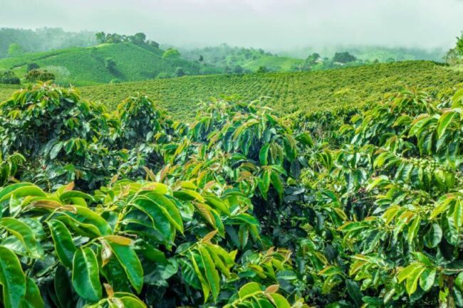 Sản lượng cà phê của Indonesia có thể giảm 8,3%